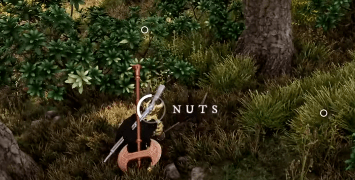 Nuts can be found near trees