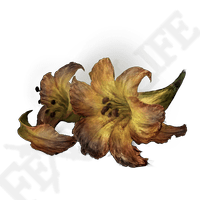 Erdleaf Flower *999