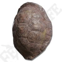 Great Turtle Shell